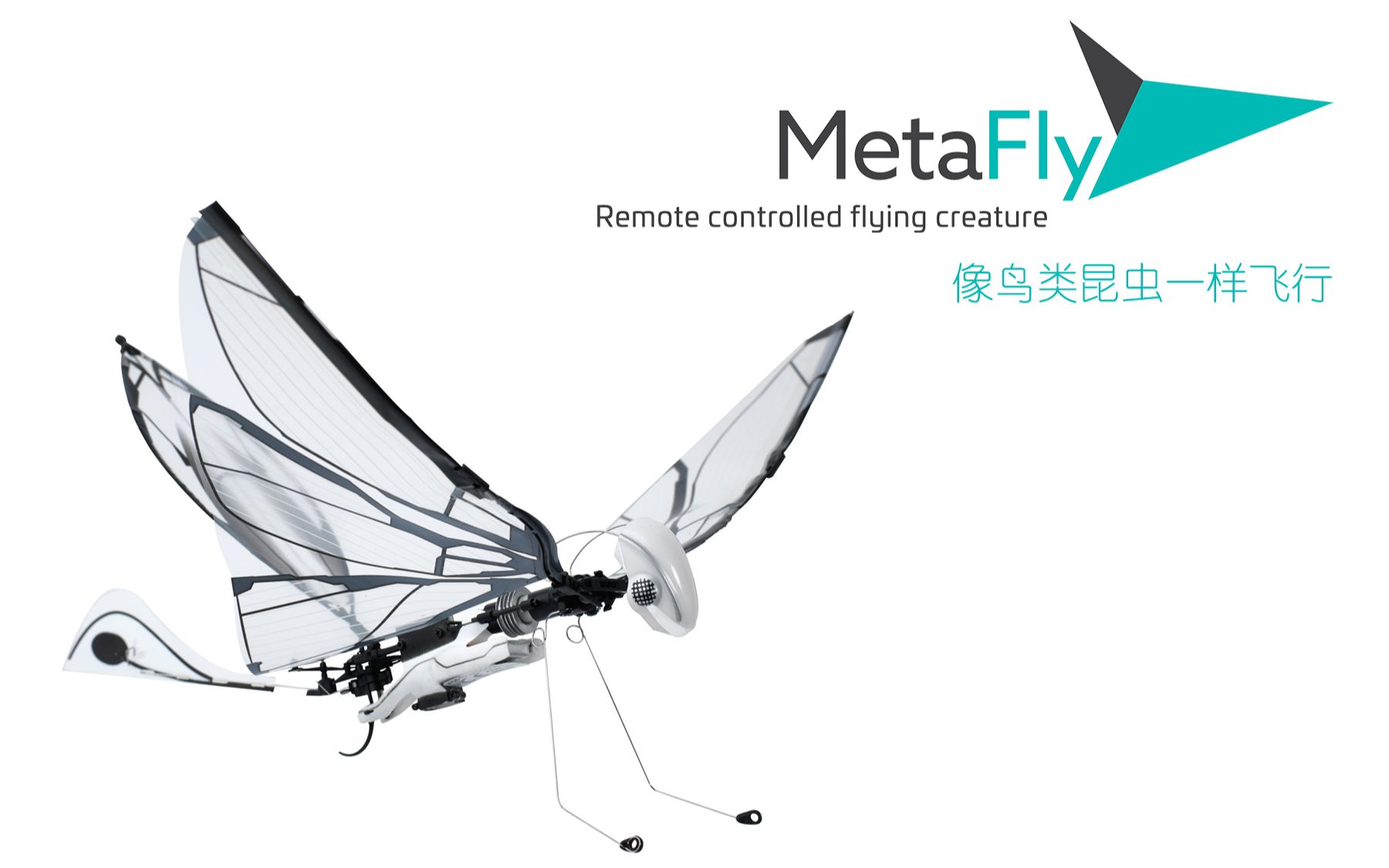 法国metafly智能仿生鸟开箱与特写