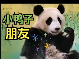 下载视频: 🐼熊猫宝宝的新朋友