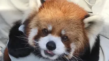 中华小熊猫-哔哩哔哩_Bilibili
