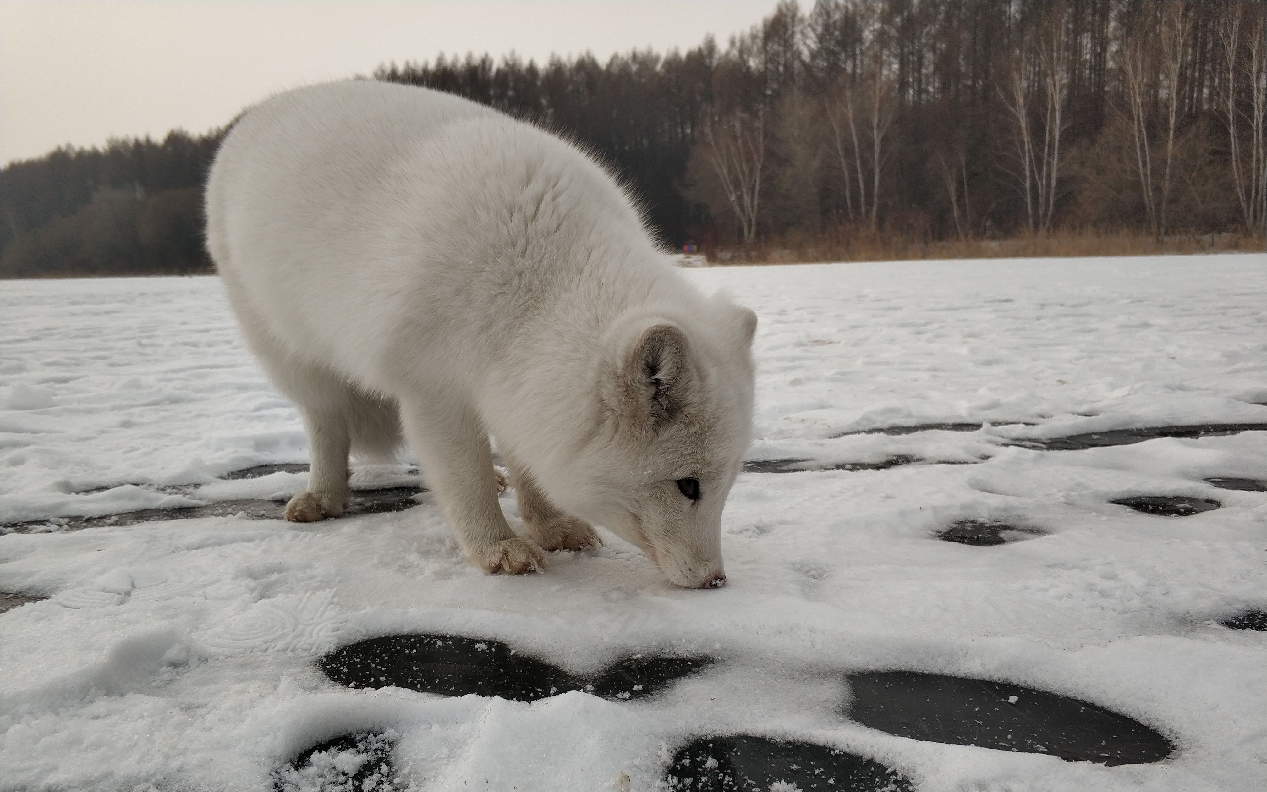 冬日里让可可爱爱的小雪狐来治愈你吧