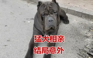 Download Video: 给卡斯罗犬找了一只120斤的猛犬当老公，大黑相亲结局想笑