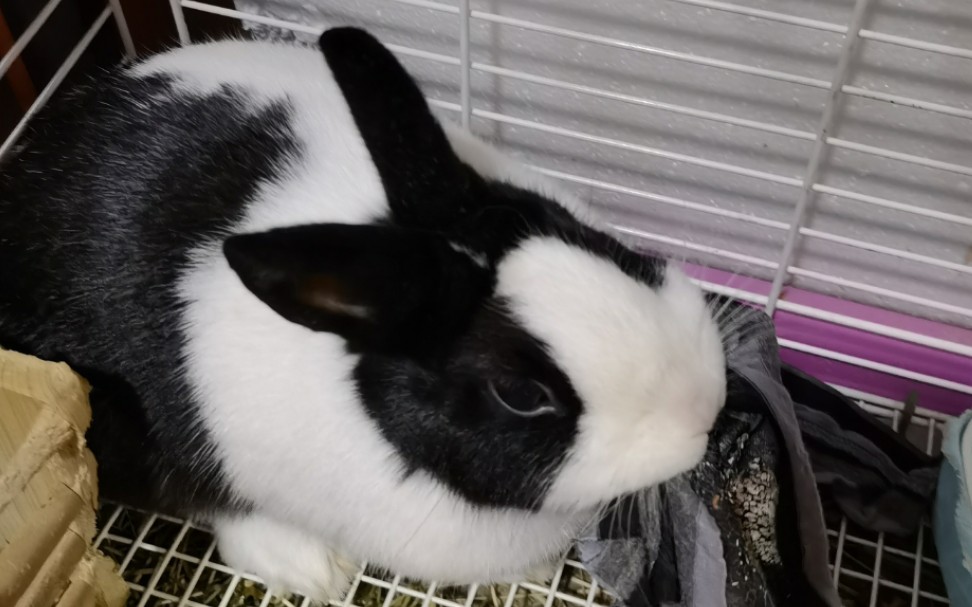 兔兔小花诡异行为研究活泼兔兔叼抹布发呆是兔性的扭曲还是兔德的沦丧