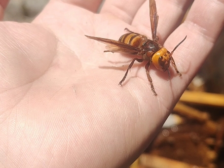 金环虎头蜂,中国最大的马蜂.视频中已拔尾刺,请无模仿.