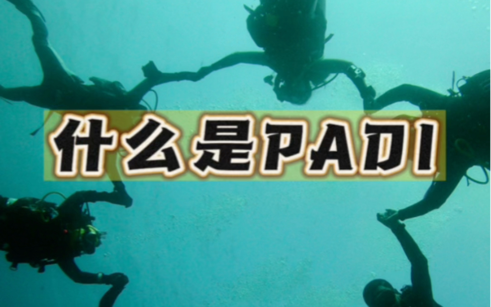 什么是PADI?学潜水,选PADI就对了!在北京学潜水,找我们就对了!哔哩哔哩bilibili