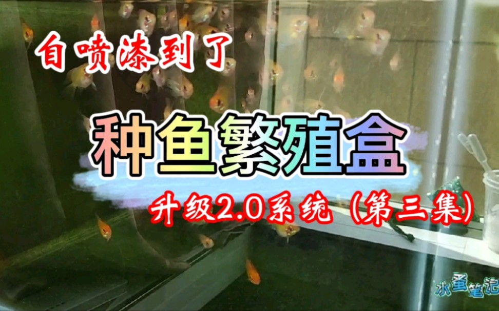 金波子养殖方法繁殖盒2.0升级中玻璃胶粘塑料盒结实吗观赏鱼批发哔哩哔哩bilibili