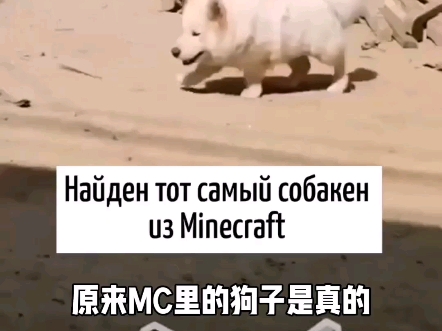 我的世界里的狗子原来是真的