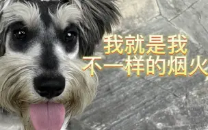 Video herunterladen: 自从养了雪纳瑞，我觉得随时会心梗，真的快坚持不下去了