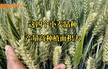 烟农系列小麦品种,这四个品种种植面积大产量高,今年你可以种植
