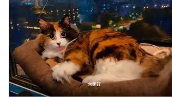 Download Video: 绝美凶猫｜对麻麻是天使，对粑粑是恶魔