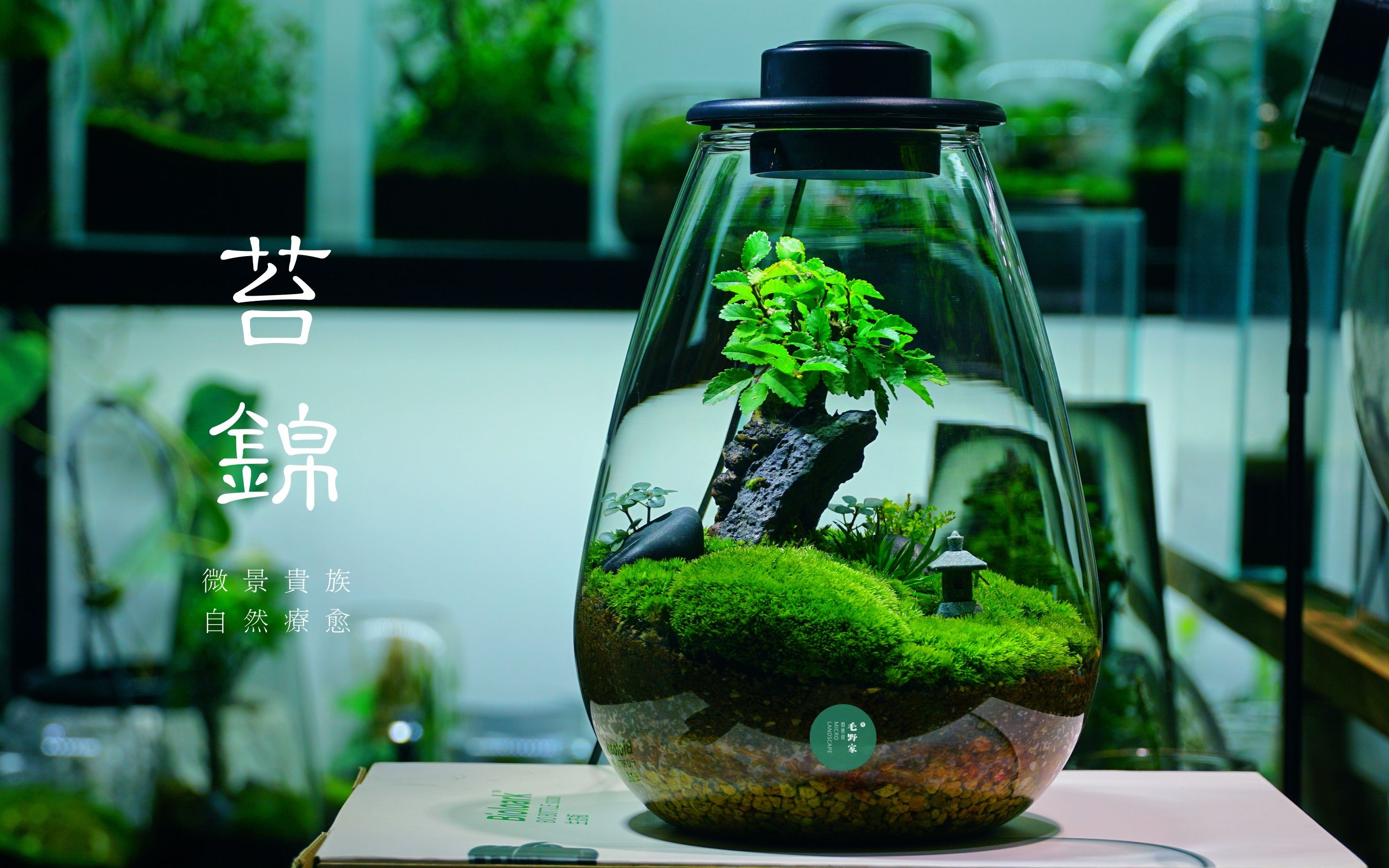 苔藓艺术微景观《苔锦》,用心的事物,总是散发美好!