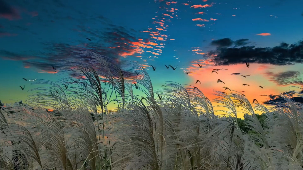 风吹芦苇荡,日落渐黄昏