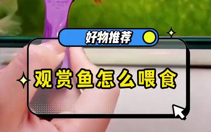 观赏鱼到底多久喂一次呢?哔哩哔哩bilibili