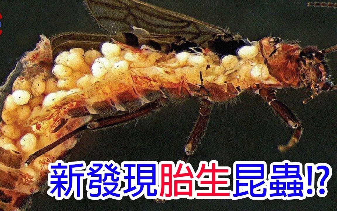 [生物放大镜]＂胎生＂的昆虫真的存在吗? | 被子代充满全身的＂胎生＂怪虫 | 能生出与自己一样重后代的怪物|搬运哔哩哔哩bilibili