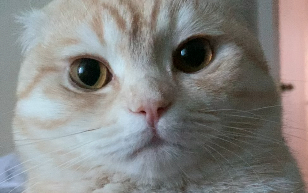 豆豆猫又来弄醒我了