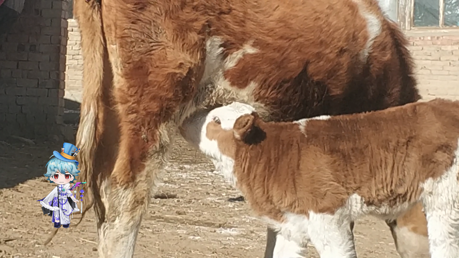 小牛犊吃奶