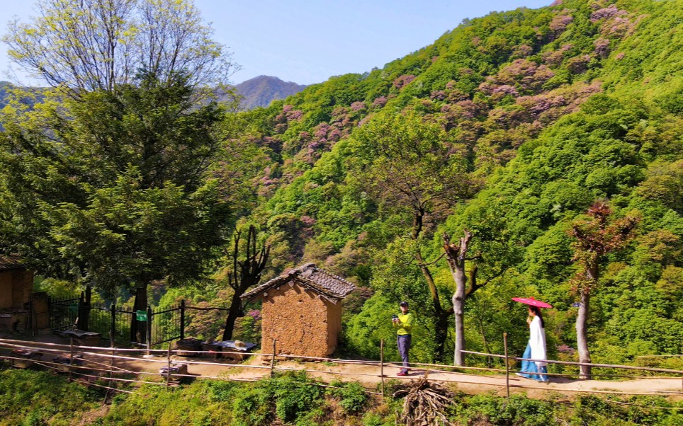 [图]太平峪西寺沟紫荆花最后的美丽，风景太好，航拍总有古装冲进镜头