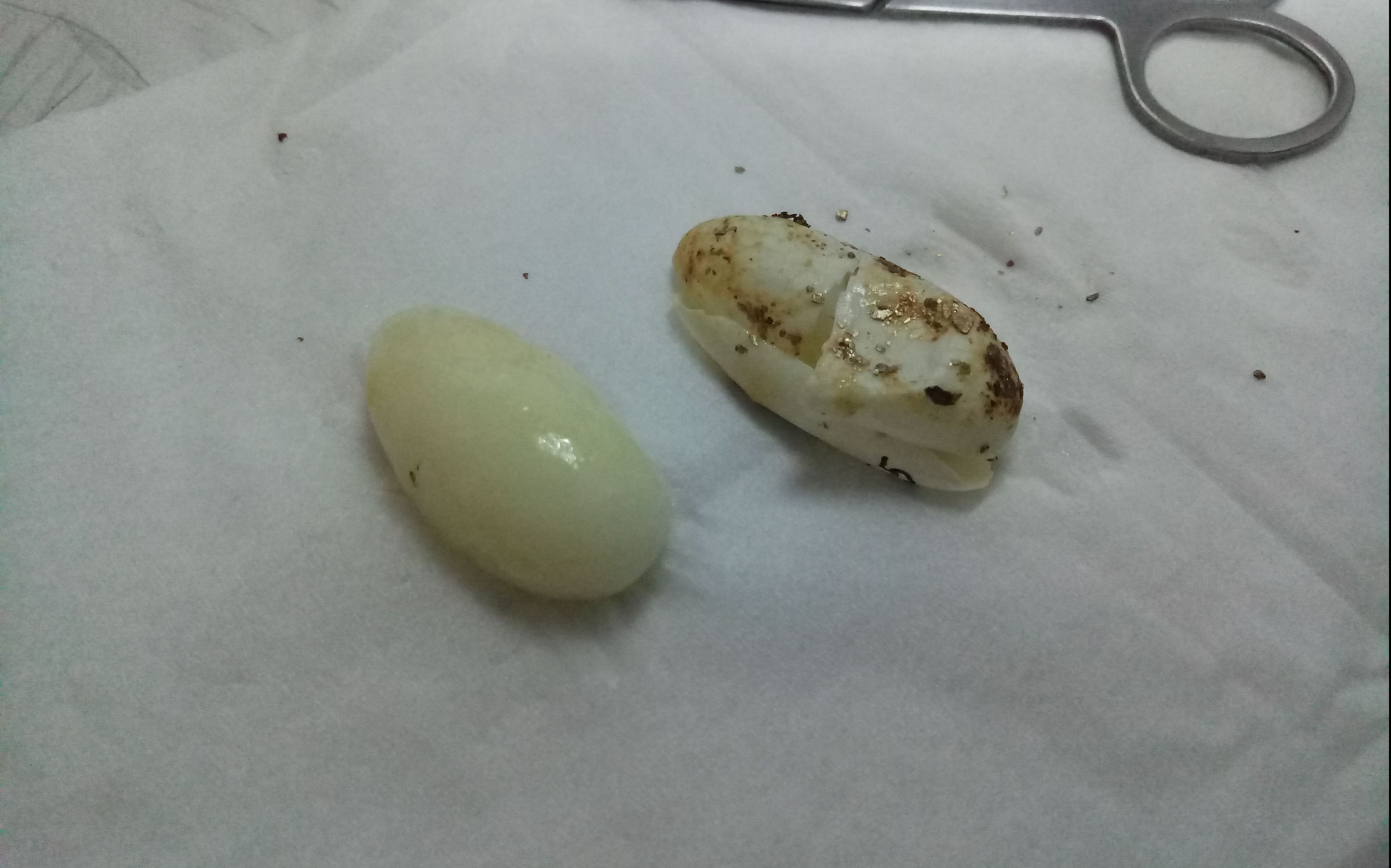 【豹纹守宫】怀孕的大猪猪sa