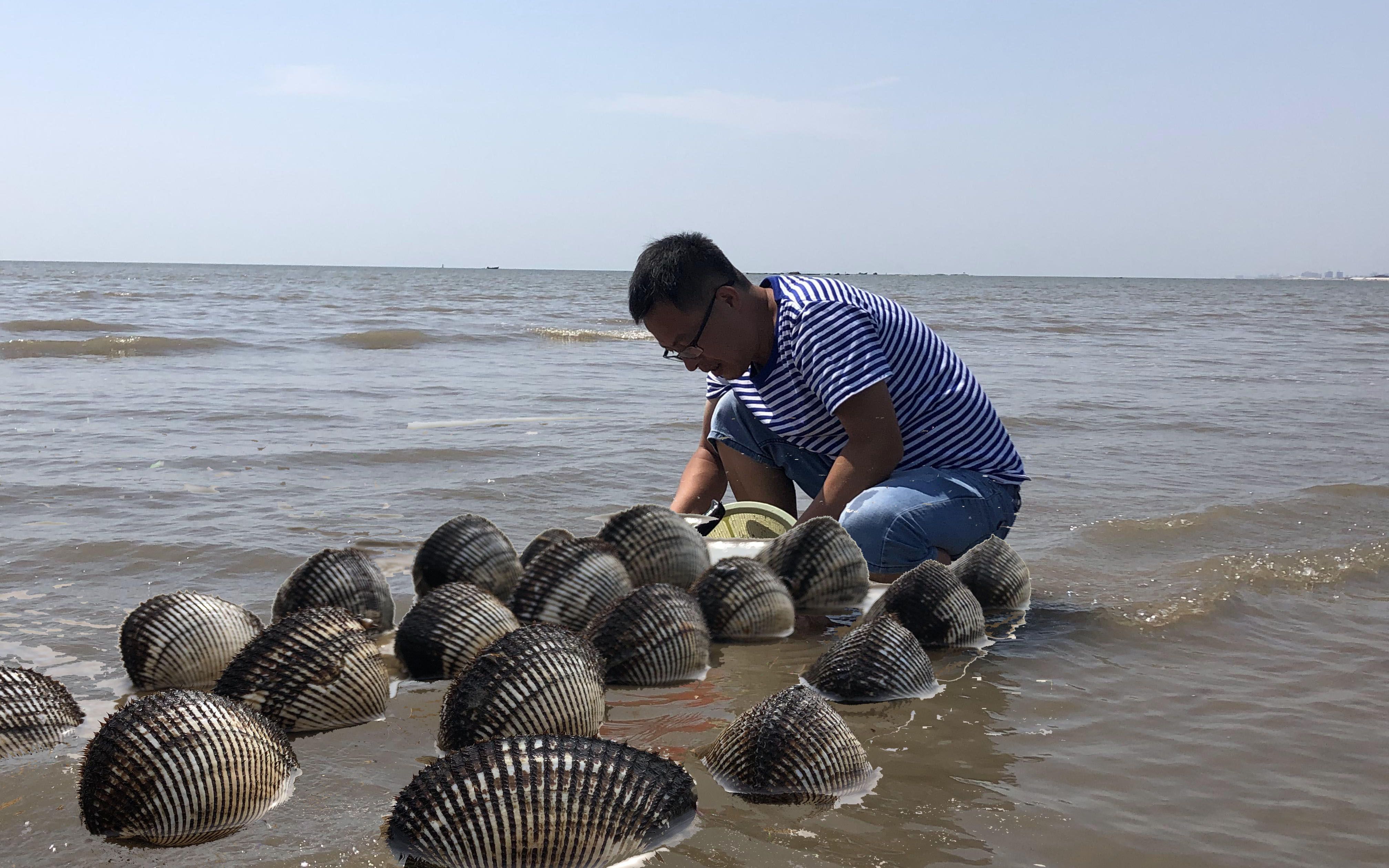 二哥赶海大毛蛤接连上货,海螺个头真不小,还是要黑夜能抓到货_哔哩