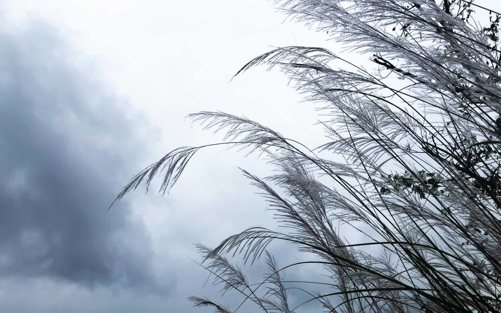 [图]汉江水·芦苇荡