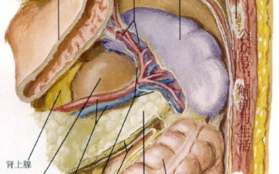胃的韧带解剖胃脾韧带、胃膈韧带、胃结肠韧带、胃胰韧带、肝胃韧带哔哩哔哩bilibili