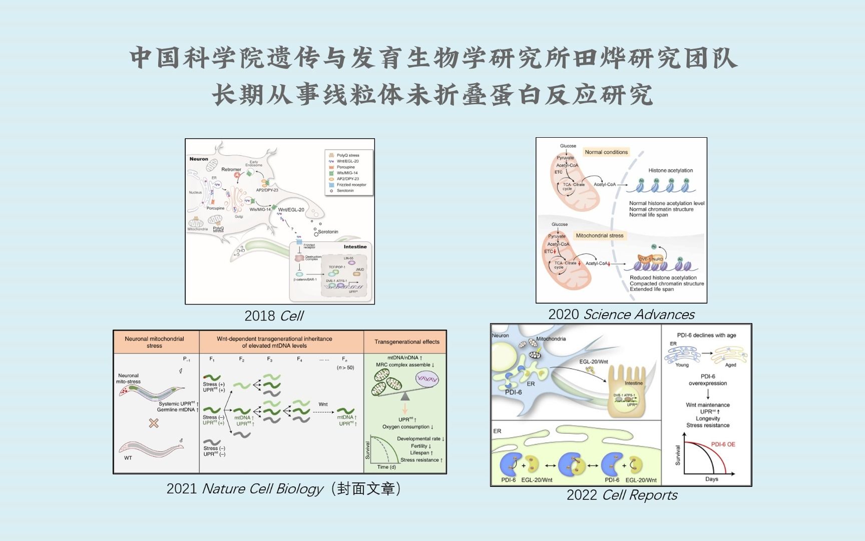 中科院遗传发育所田烨研究组发现GPCR信号通路在两个神经元中协调整体 线粒体应激反应的分子机制哔哩哔哩bilibili