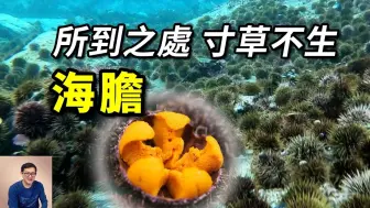 Download Video: 把海底吃成荒漠，全靠龍蝦去消滅！入侵巨藻森林，泛濫到天敵都鬱悶了的——海膽