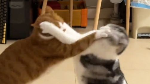 【动物配音】一拳给你医保卡打欠费