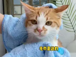 Download Video: 用网易这个免洗精华给猫咪搓澡，真的是省钱省事又省心！