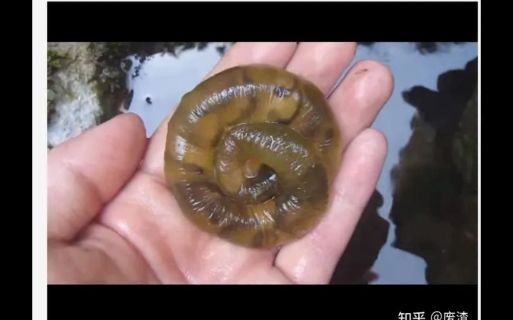 奥克维尔流体事件