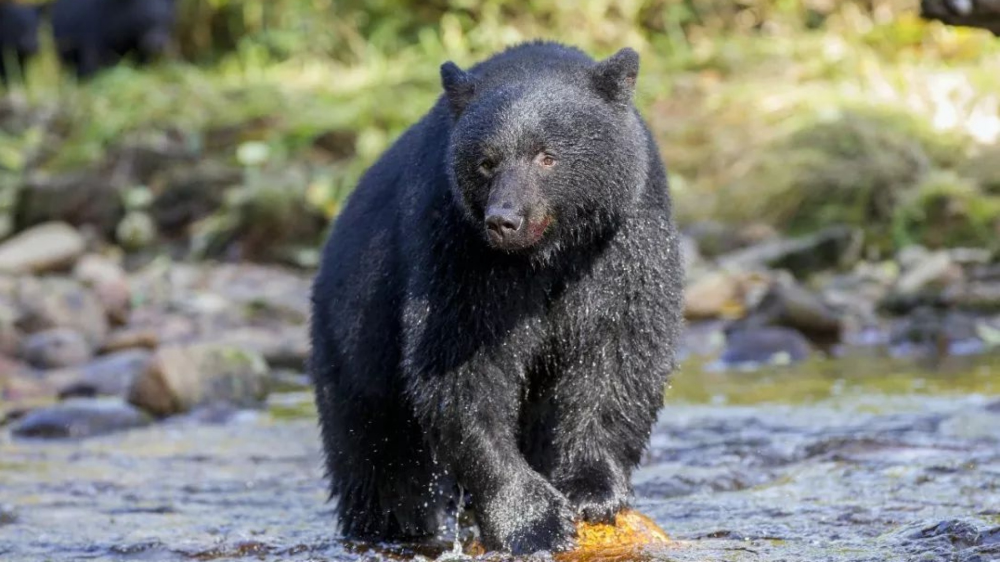 黑熊赶海大螃蟹