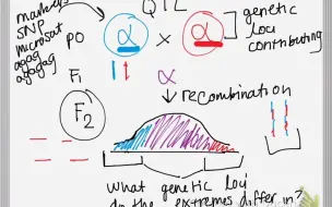 Скачать видео: QTL and GWAS