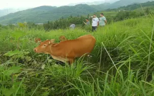 下载视频: 福建老板长途跋涉1800公里，只为寻找50头牛，第二天又定了25头牛