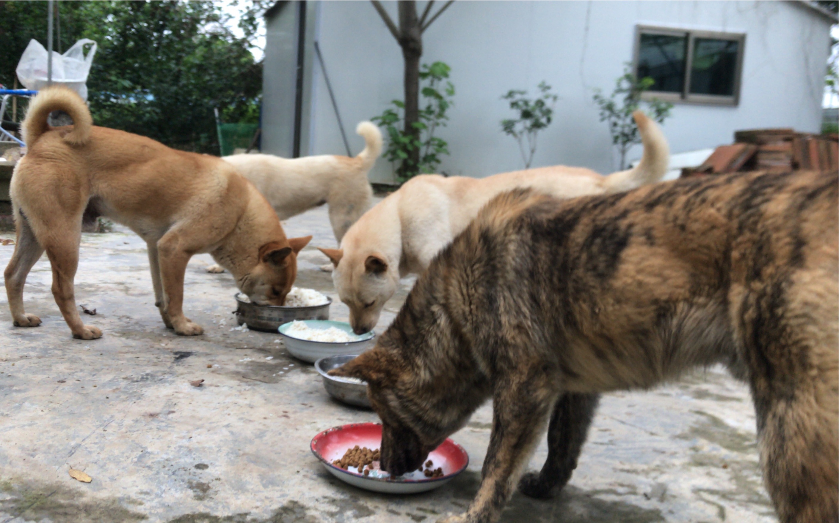 田园里的四条土狗,喜欢吃狗粮还是剩菜狗饭,主人给大家做个实验