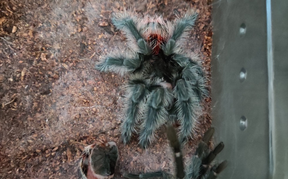 巴西巨人红尾gi蜕皮视察and喂食日常