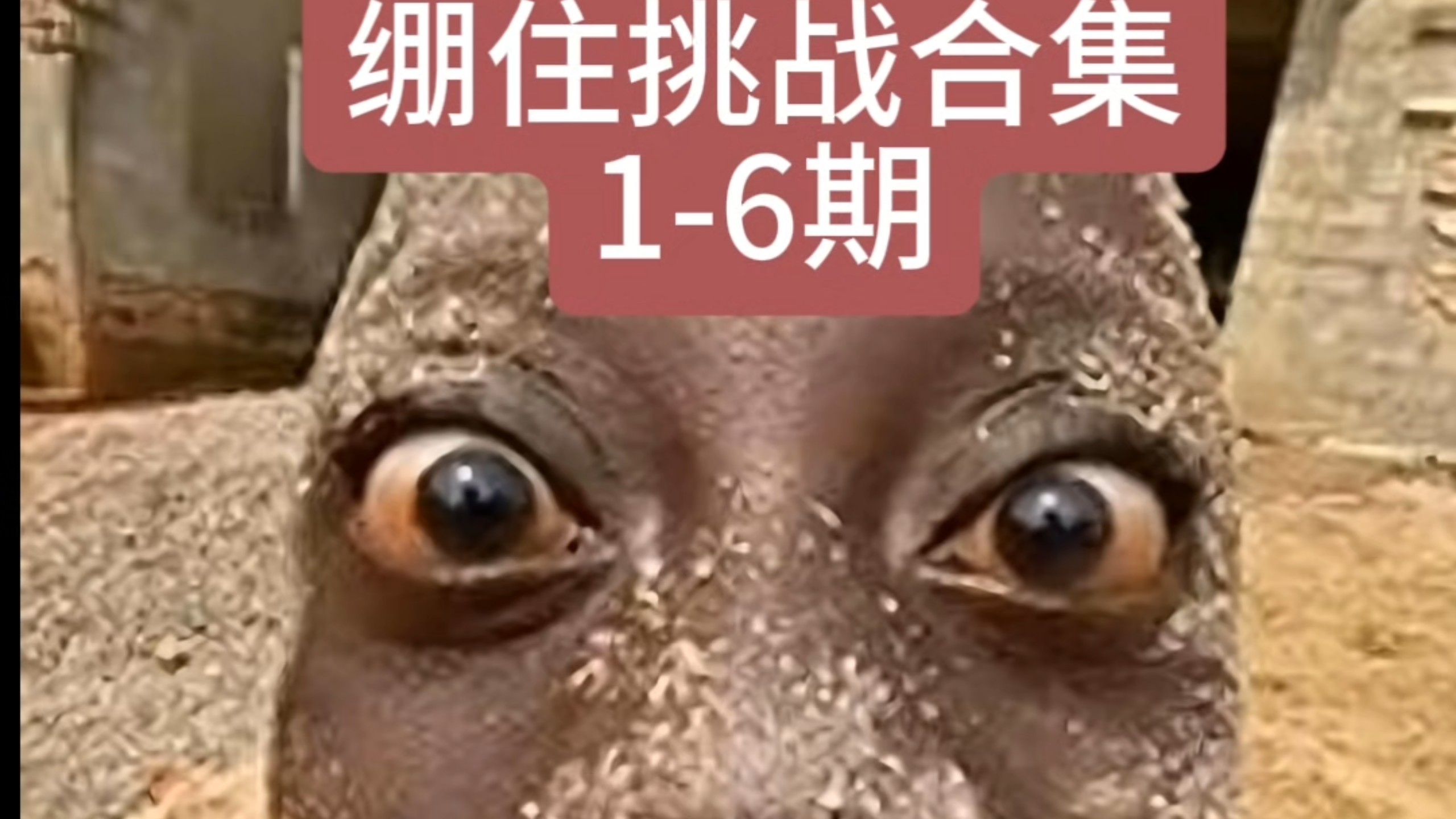 绷住挑战合集1-6期，我好累，水一期，请体谅#憋笑#搞笑#猎奇#憋笑挑战#绷住