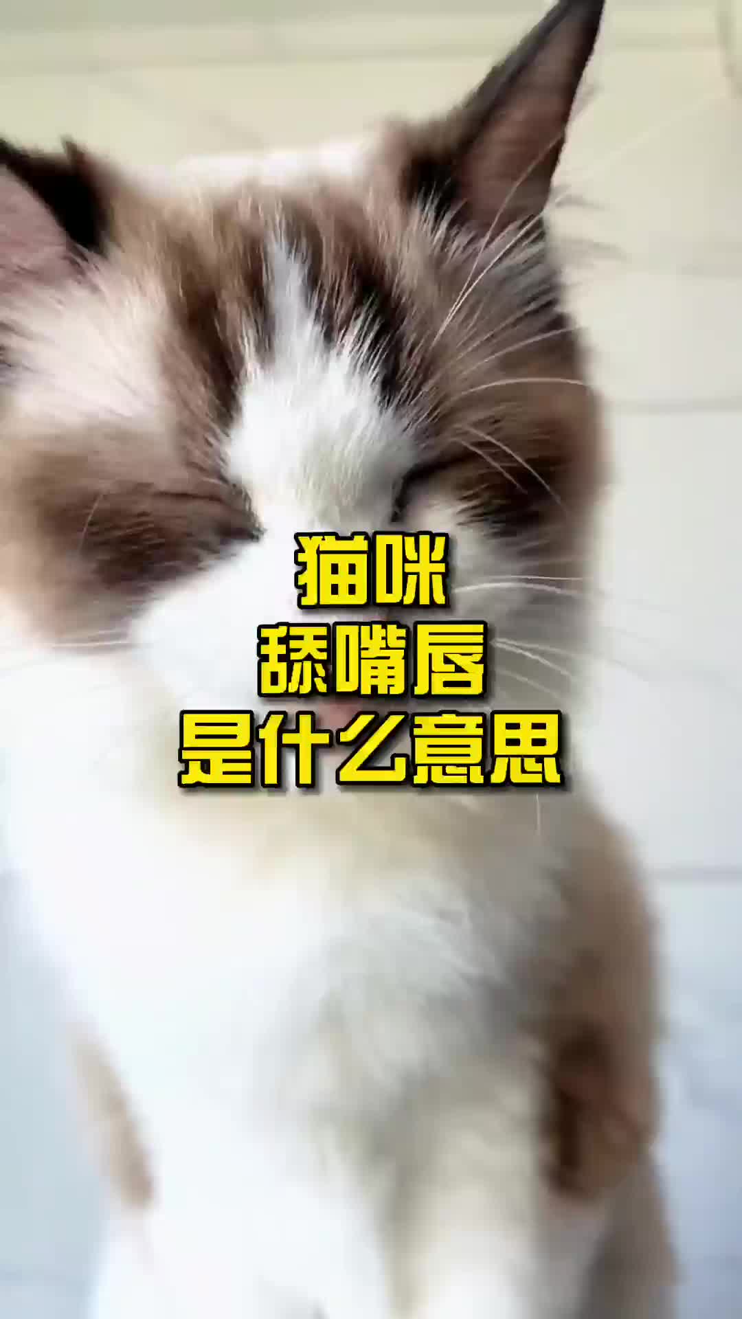 猫咪舔嘴唇是什么意思?哔哩哔哩bilibili