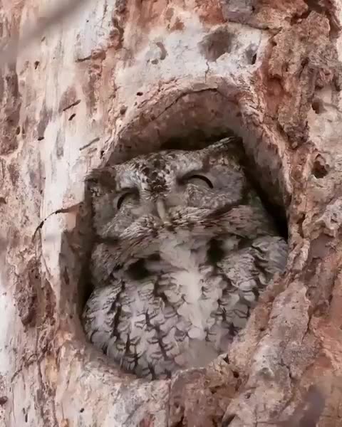 原来咕咕鸡是这样叫的第一次见 猫头鹰