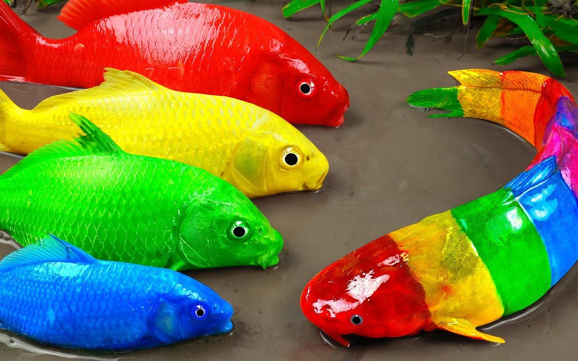 彩色鲶鱼狩猎原始趣味实验锦鲤的大战_哔哩哔哩_bilibili