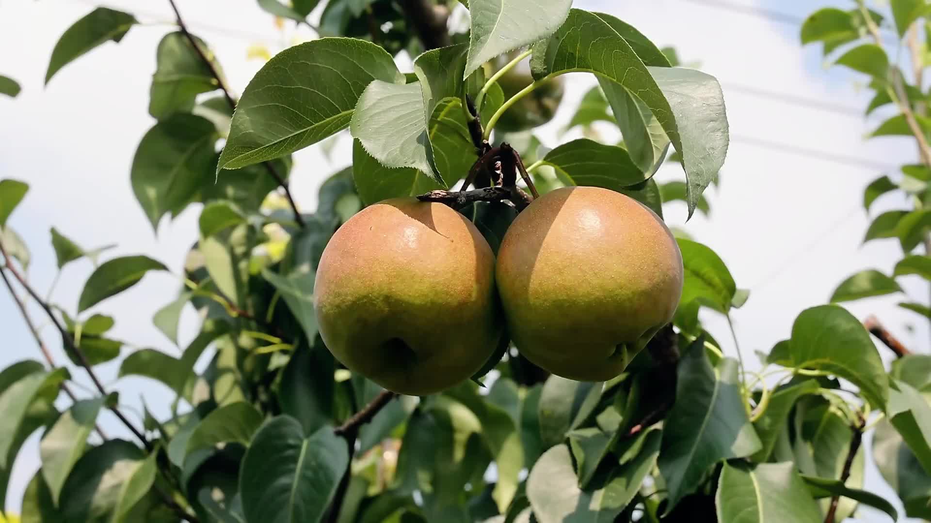 泰安肥城市孙伯镇:玉露香梨熟 果农心头甜哔哩哔哩bilibili