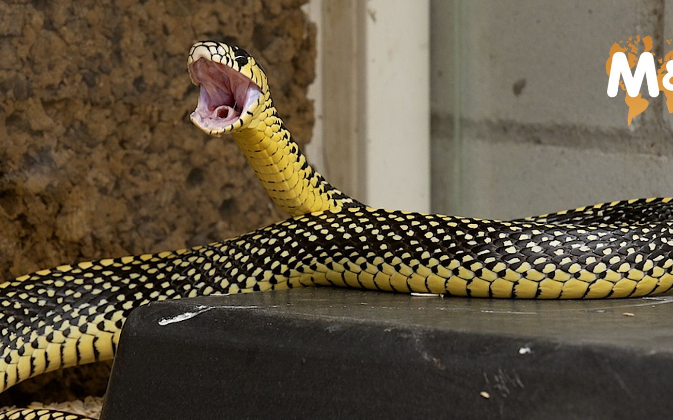 reptiltv-虎纹鼠蛇