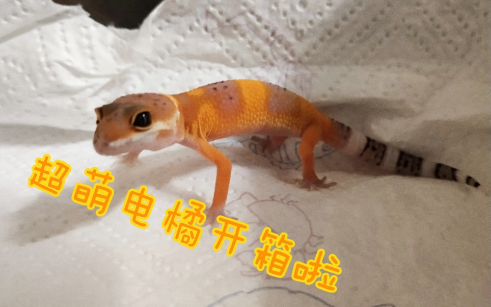 小婷电橘豹纹守宫开箱状态巨好