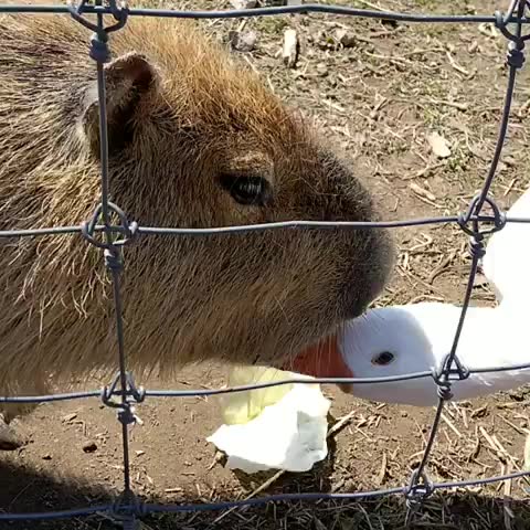 豚豚脾气真的好,大白鹅从嘴里抢东西吃也不生气 ╮(~▽~)╭