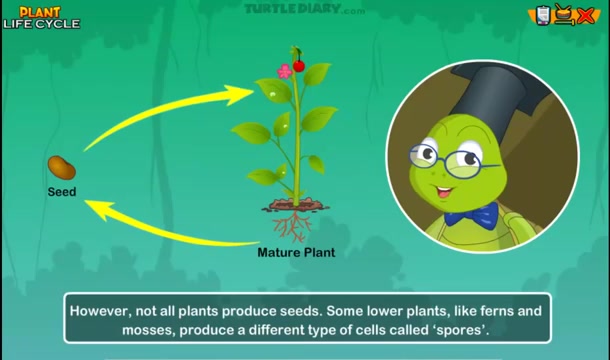 [图]EnzoLee李恩佐：植物的生物周期 Life Cycle of Plant