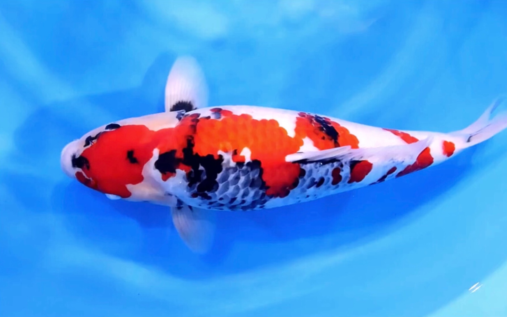 大日昭和三色锦鲤,雌两岁五十五公分观赏鱼.