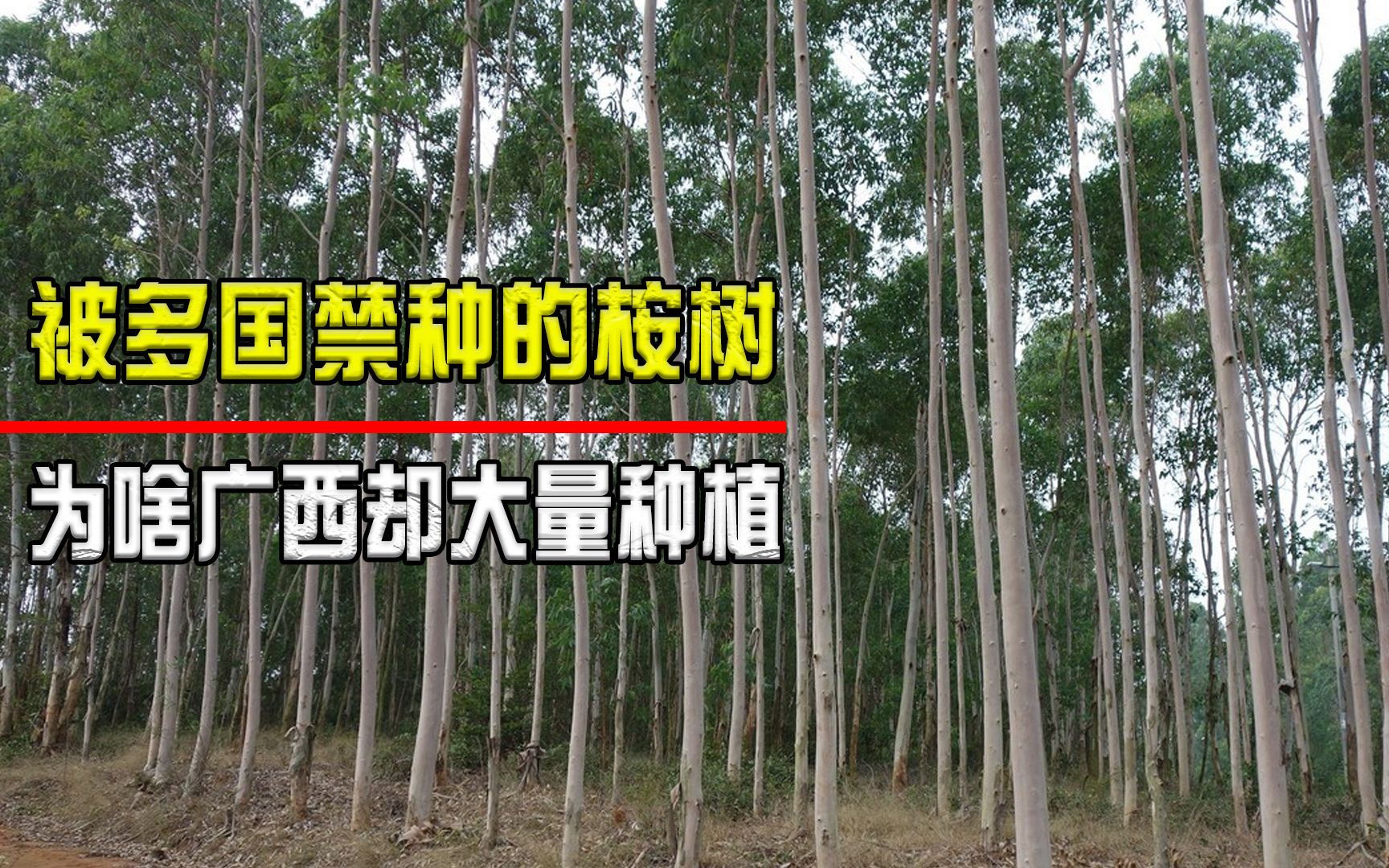 被多国禁种的“断子绝孙树”,为何广西还在大量种植?哔哩哔哩bilibili