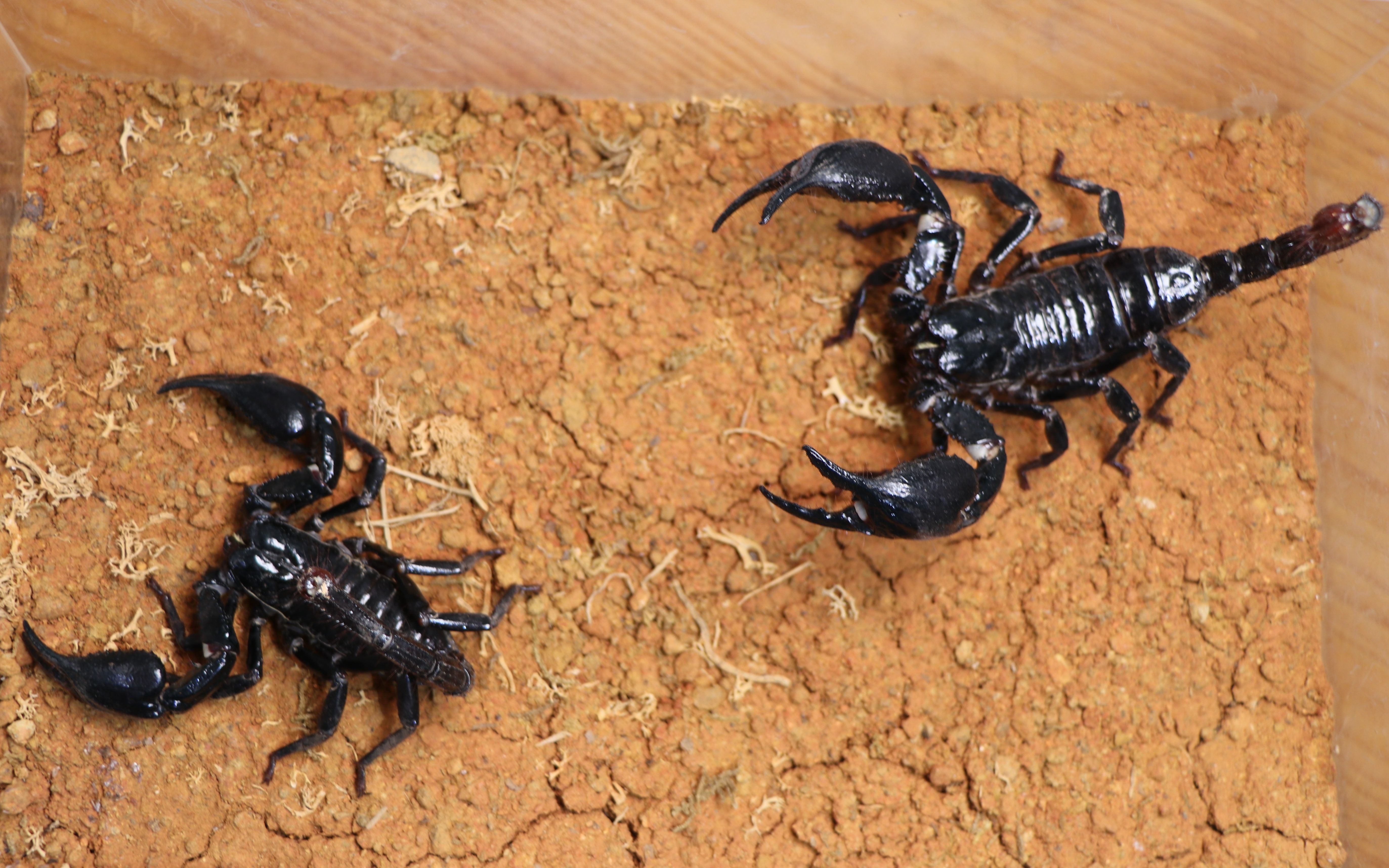 【蝎子】携刺异距蝎heterometrus spinifer试配(12母对11公的威压)