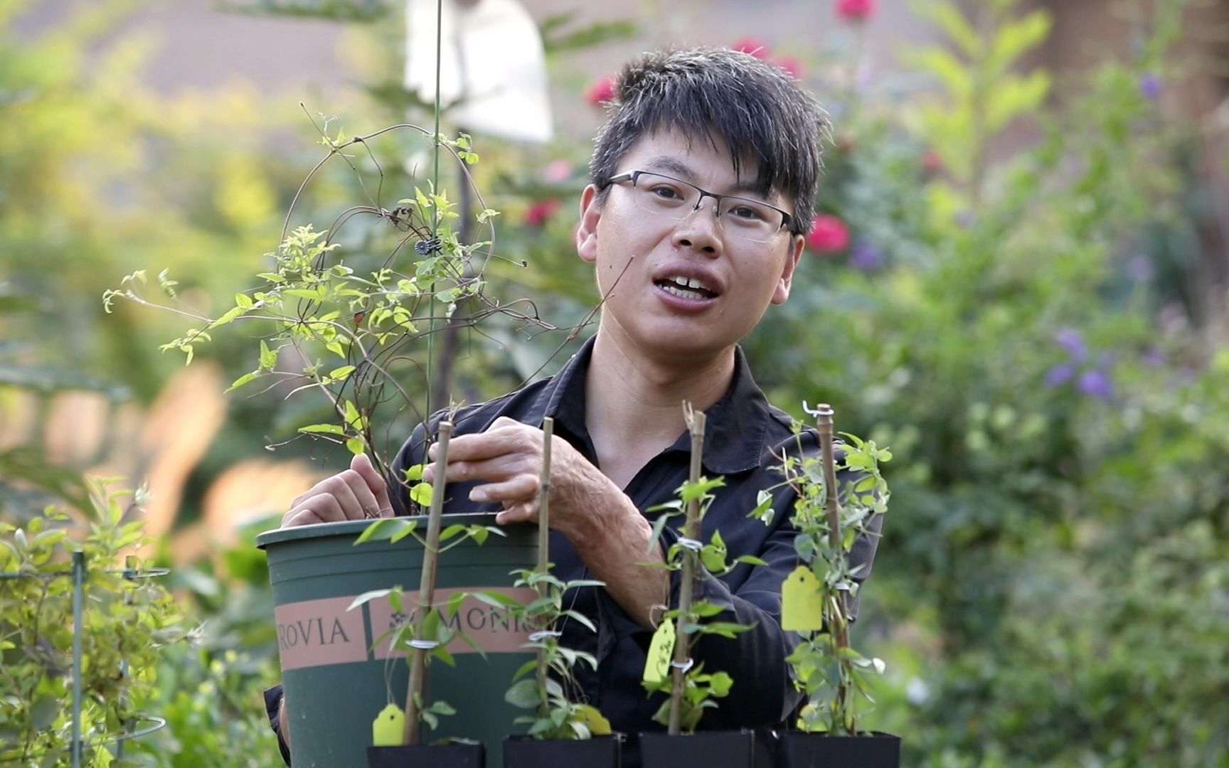 养不好铁线莲?那是没选对栽种的季节,这个季节栽种成活率高哔哩哔哩bilibili