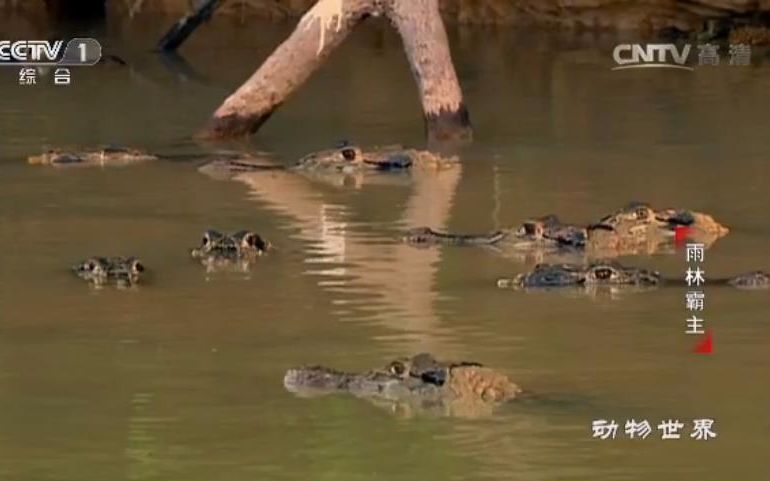 [图]【记录片/CCTV】雨林霸王