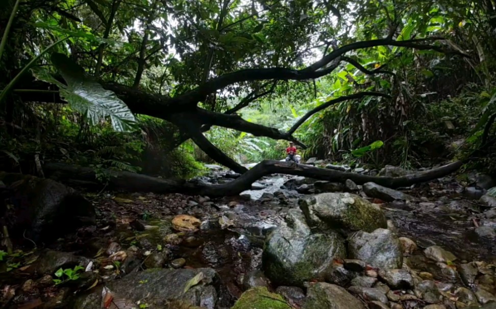 航拍深圳梧桐山桃花源