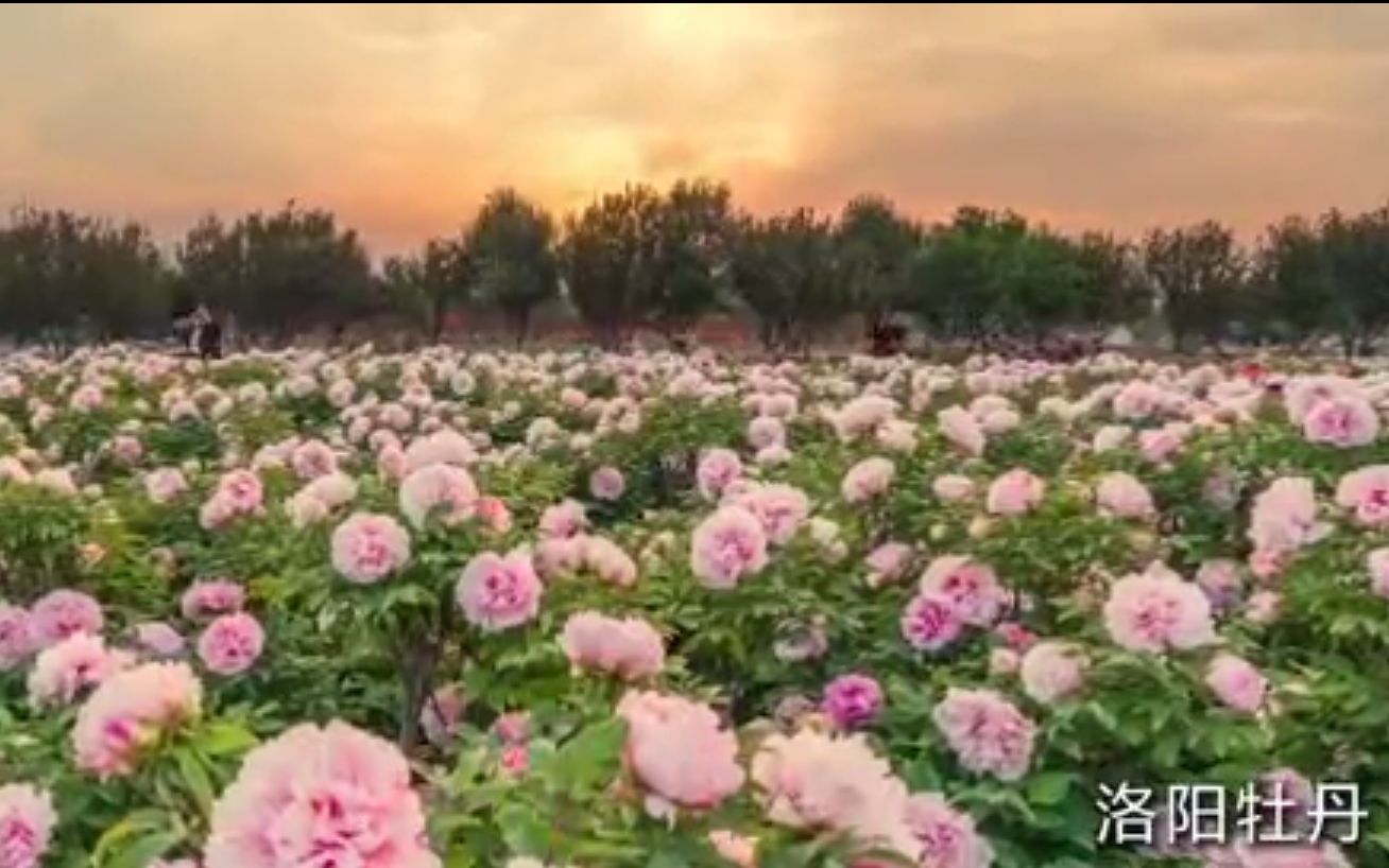 [图]千年帝都，牡丹花城——第三十九届中国洛阳牡丹文化节